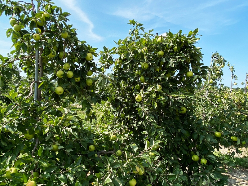 Granny Smith trees in the orchard
